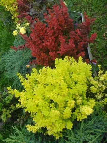 Description of barberry Rocket Orange (Berberis thunbergii Orange Rocket)