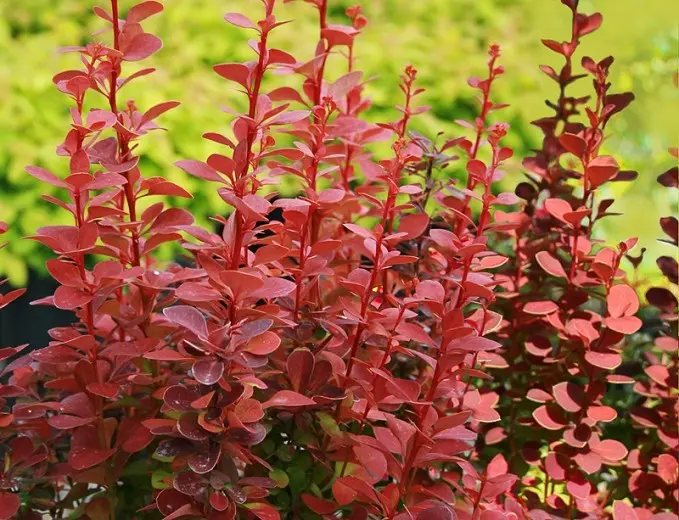 Description of barberry Rocket Orange (Berberis thunbergii Orange Rocket)