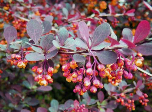 Description of Barberry Superba (Berberis ottawensis Superba)