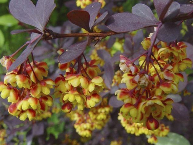 Description of Barberry Superba (Berberis ottawensis Superba)