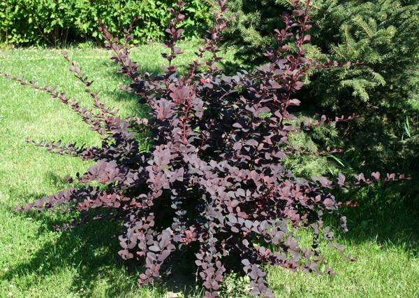 Description of Barberry Superba (Berberis ottawensis Superba)