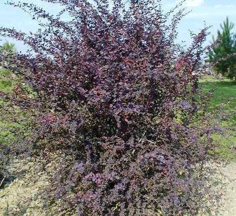 Description of Barberry Superba (Berberis ottawensis Superba)