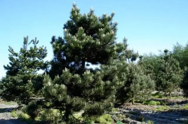 Description of black pine