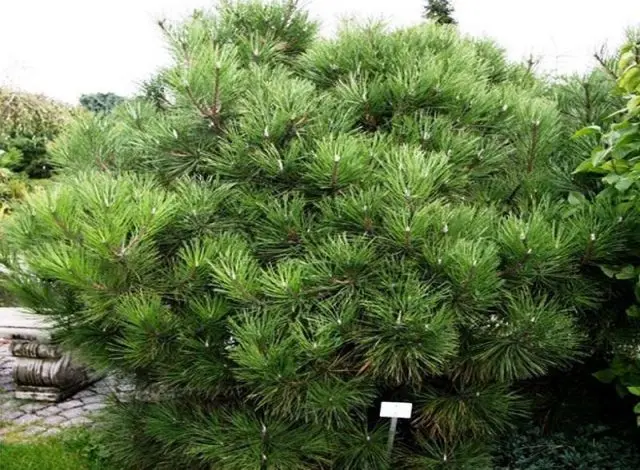 Description of black pine