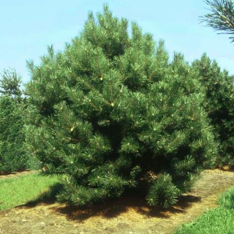 Description of black pine