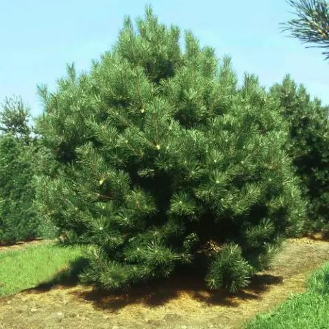 Description of black pine