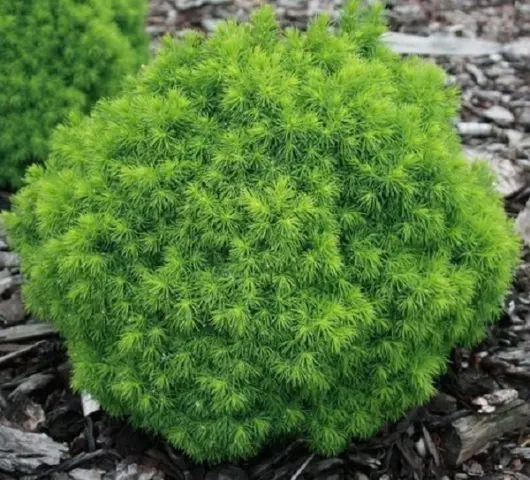 Description of Canadian spruce Alberta Globe