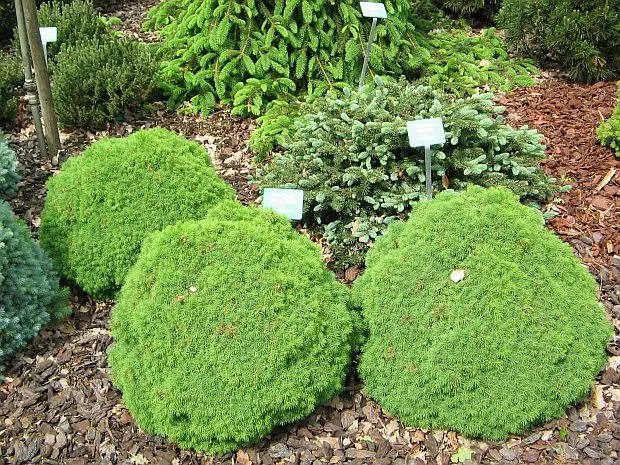 Description of Canadian spruce Alberta Globe