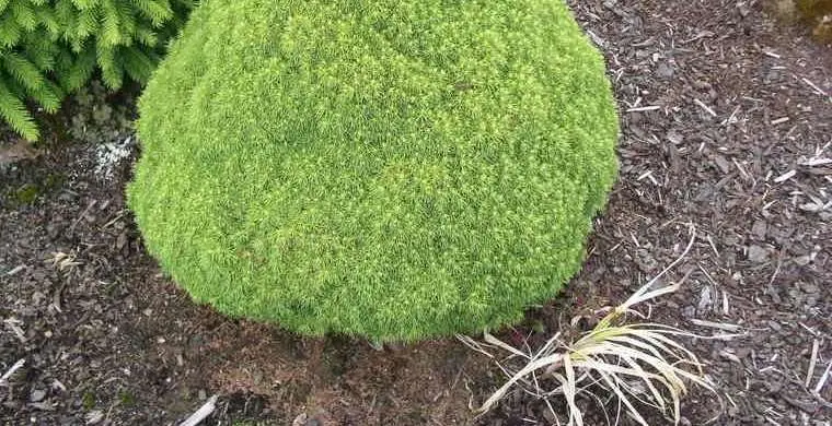 Description of Canadian spruce Alberta Globe