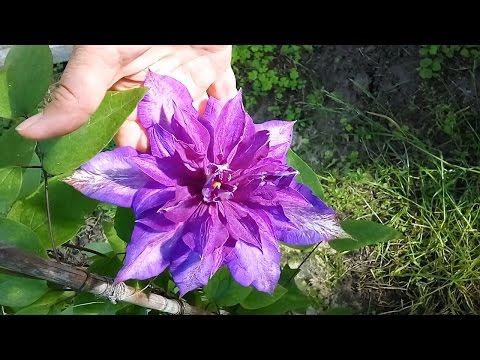 Description of clematis Mazury