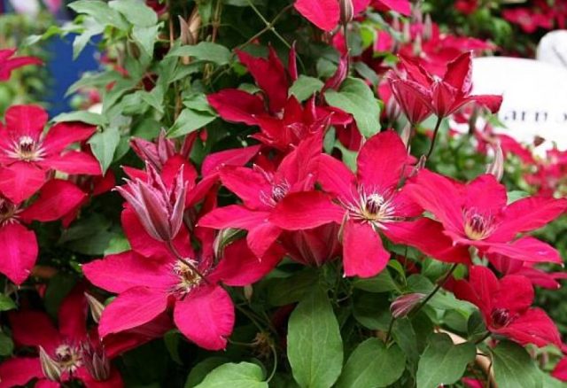 Description of clematis Stasik