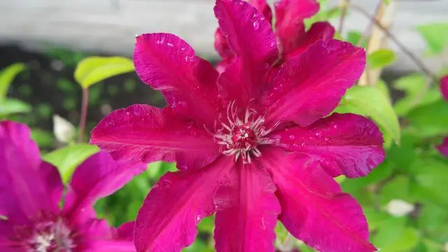 Description of clematis Stasik