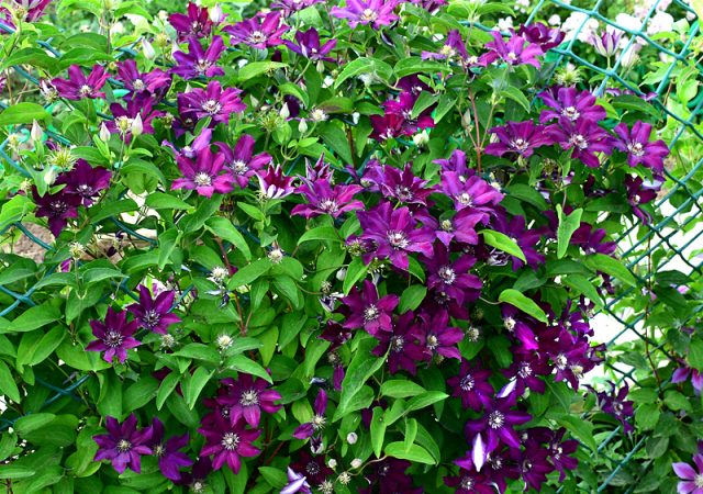 Description of clematis Stasik