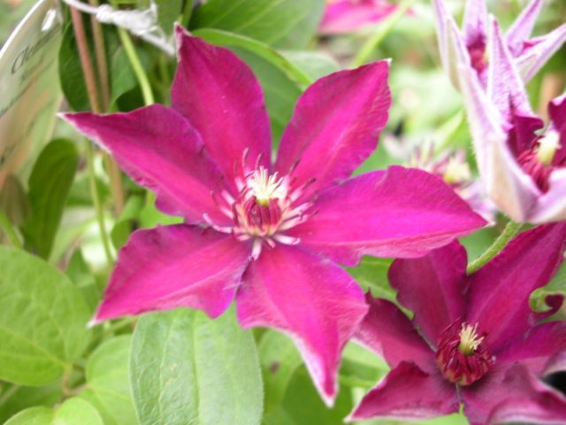 Description of clematis Stasik