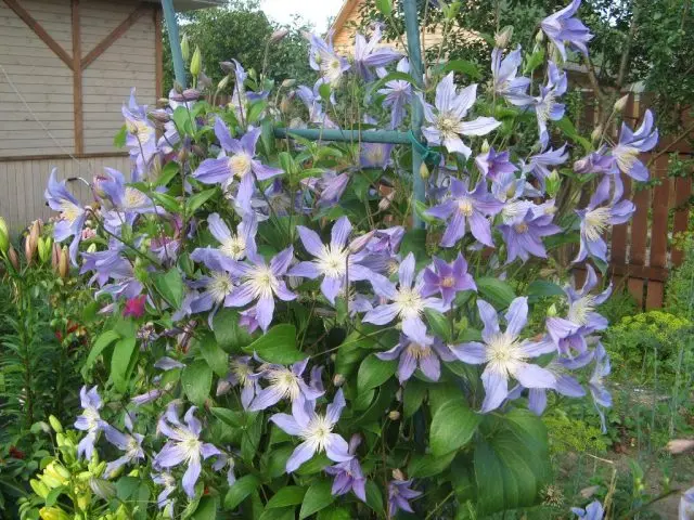 Description of clematis Stasik