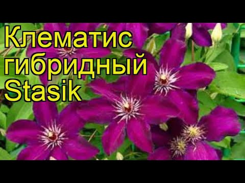 Description of clematis Stasik