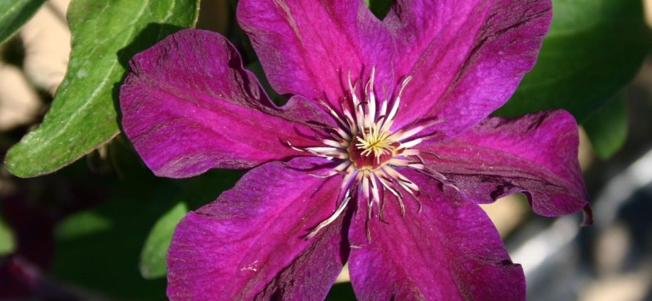 Description of clematis Stasik