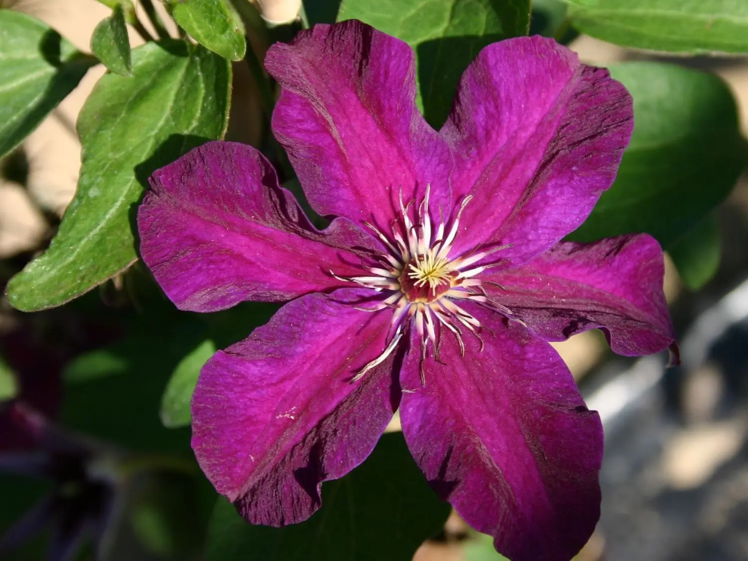 Description of clematis Stasik