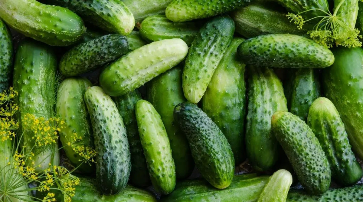 Description of cucumbers All in a bunch