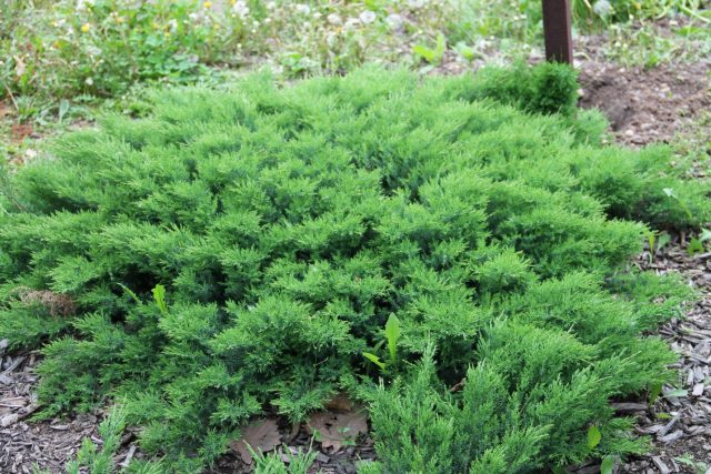 Description of Daurian juniper