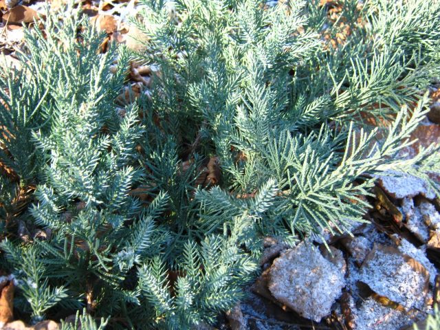 Description of Daurian juniper