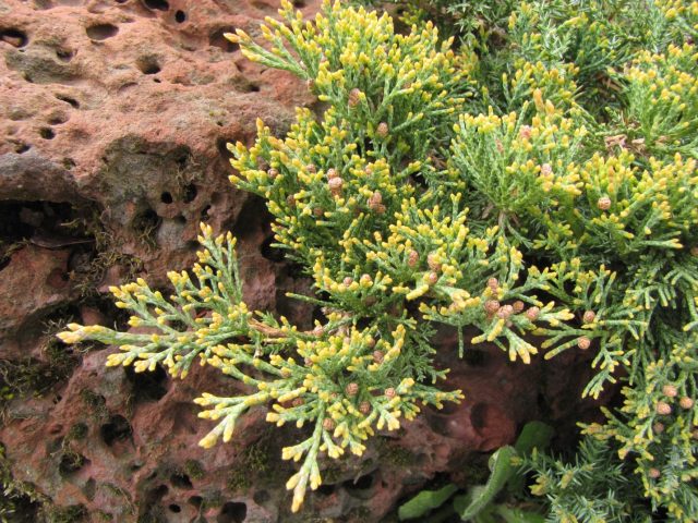 Description of Daurian juniper