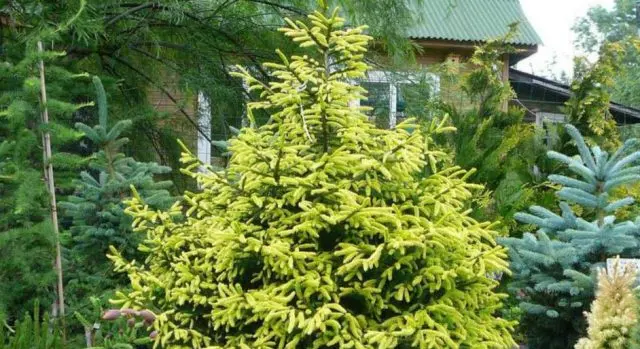 Description of Eastern spruce: Aureospicata, Aurea, Classic, Golden Start