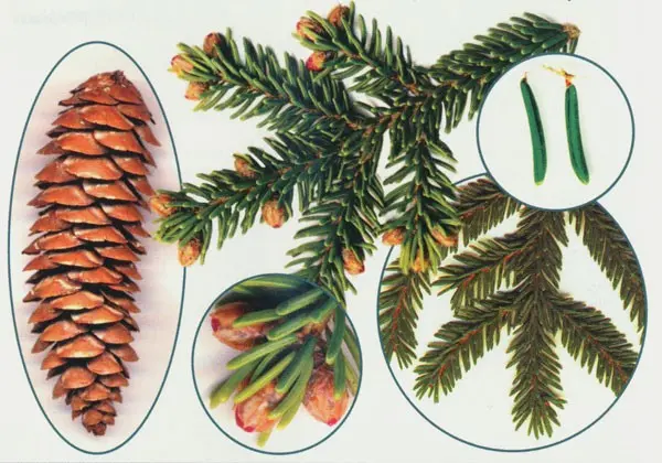 Description of Eastern spruce: Aureospicata, Aurea, Classic, Golden Start