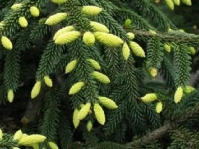 Description of Eastern spruce: Aureospicata, Aurea, Classic, Golden Start