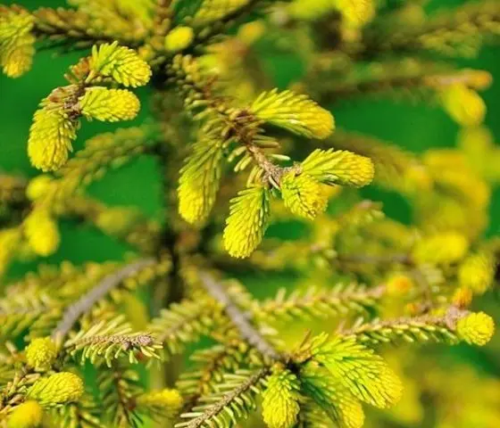 Description of Eastern spruce: Aureospicata, Aurea, Classic, Golden Start