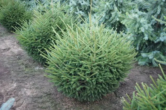 Description of Eastern spruce: Aureospicata, Aurea, Classic, Golden Start