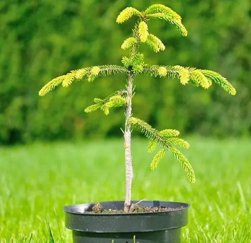 Description of Eastern spruce: Aureospicata, Aurea, Classic, Golden Start