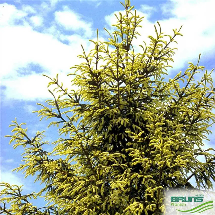 Description of Eastern spruce: Aureospicata, Aurea, Classic, Golden Start