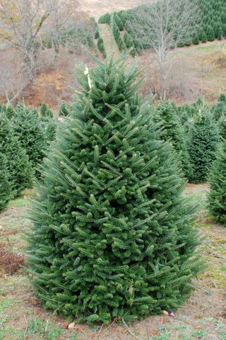 Description of Fraser fir