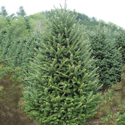 Description of Fraser fir