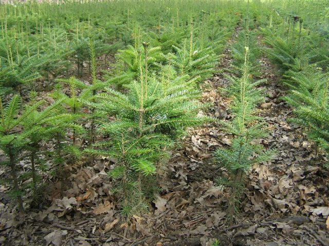 Description of Fraser fir