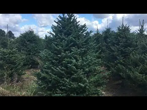 Description of Fraser fir