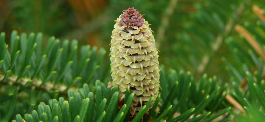 Description of Fraser fir