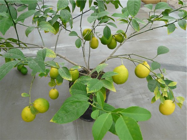 Description of lemon varieties Novogruzinsky, Lisbon, Genoa