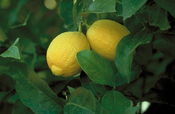 Description of lemon varieties Novogruzinsky, Lisbon, Genoa