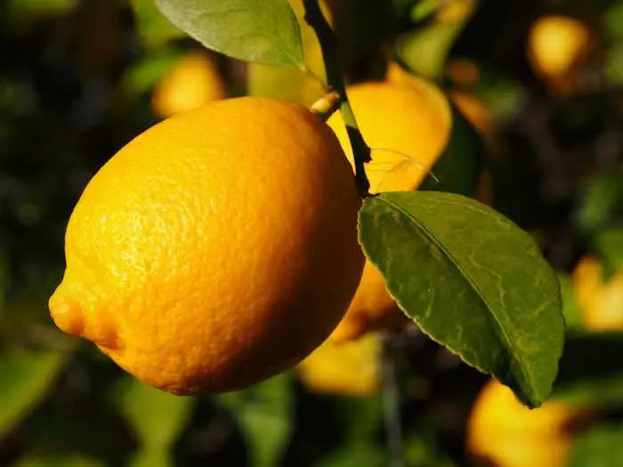 Description of lemon varieties Novogruzinsky, Lisbon, Genoa