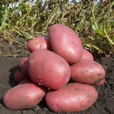 Description of potatoes Baltic Rose