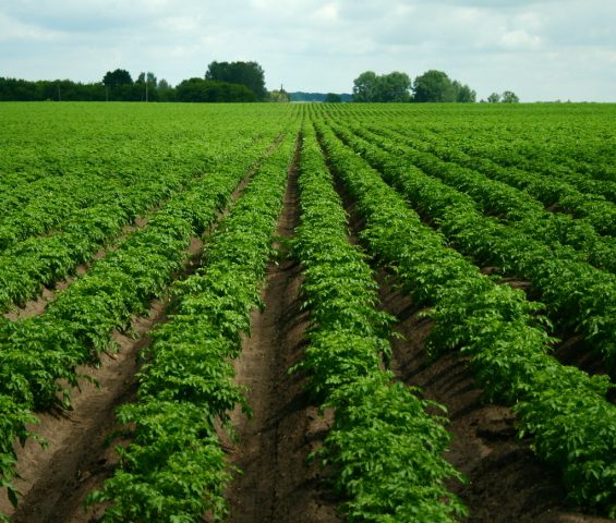 Description of potatoes Baltic Rose