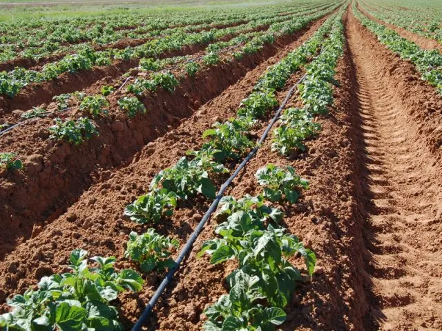 Description of potatoes Baltic Rose