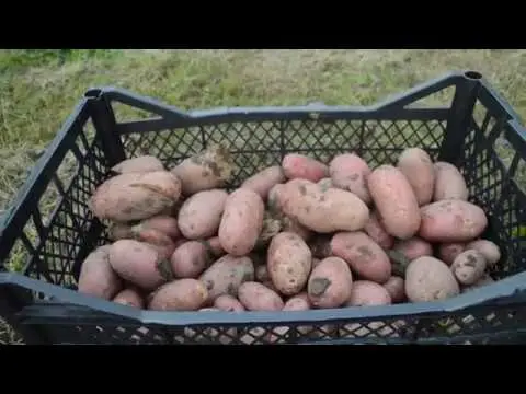 Description of potatoes Baltic Rose