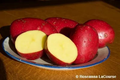 Description of potatoes Baltic Rose