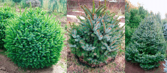 Description of Serbian spruce Nana