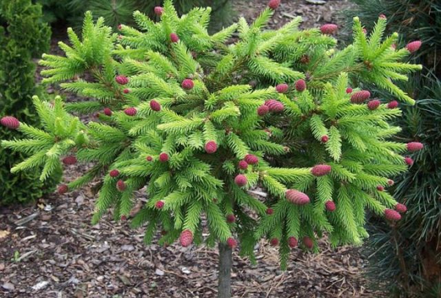 Description of Serbian spruce Nana