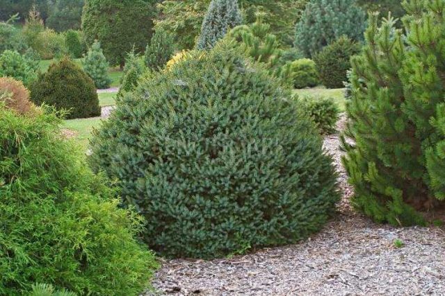 Description of Serbian spruce Nana