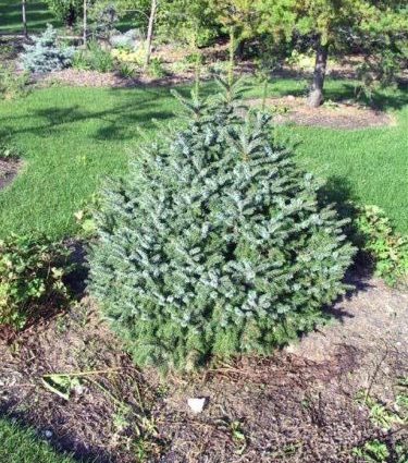 Description of Serbian spruce Nana